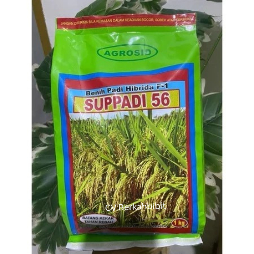 BENIH PADI Padi Supadi 56 Hibrida exp 06 2026