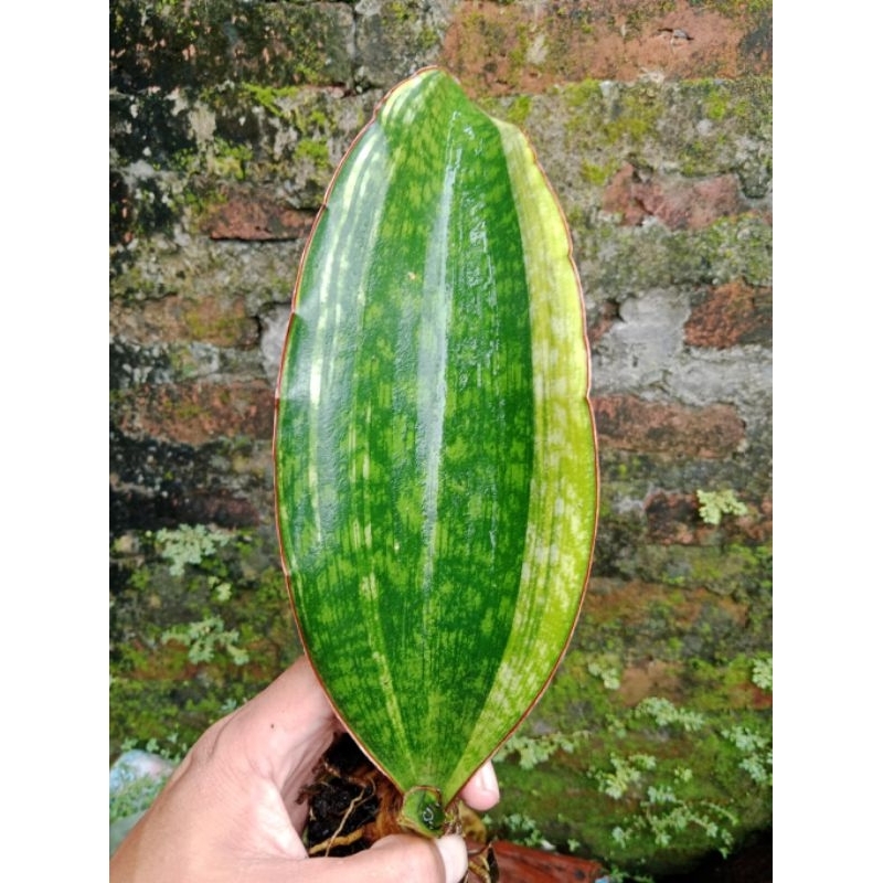 Sansivera macrophilla variegata