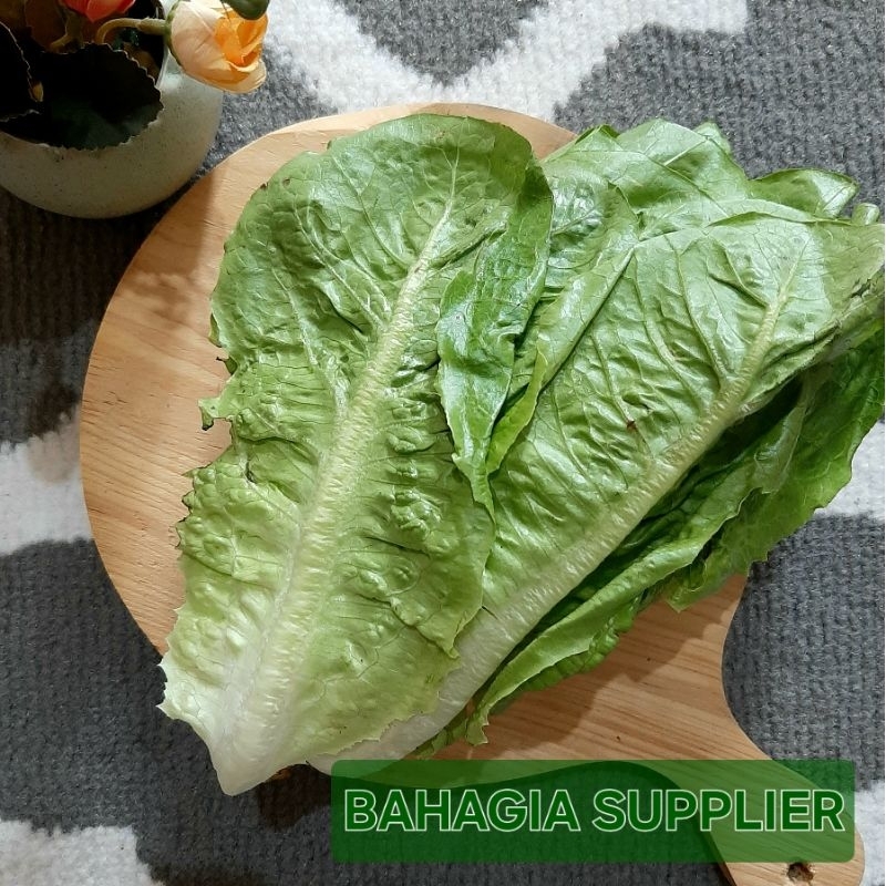 

Lettuce Romain 250gr / 500gr / 1kg