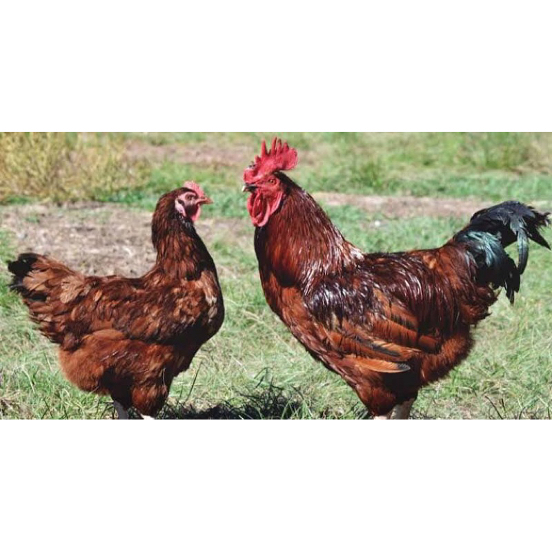 

TELUR TETAS AYAM RHODE ISLAND RED(RIR) UNTUK DI TETASKAN