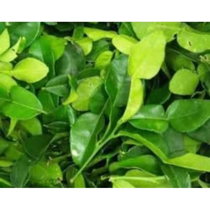

Daun Jeruk Segar/Fresh