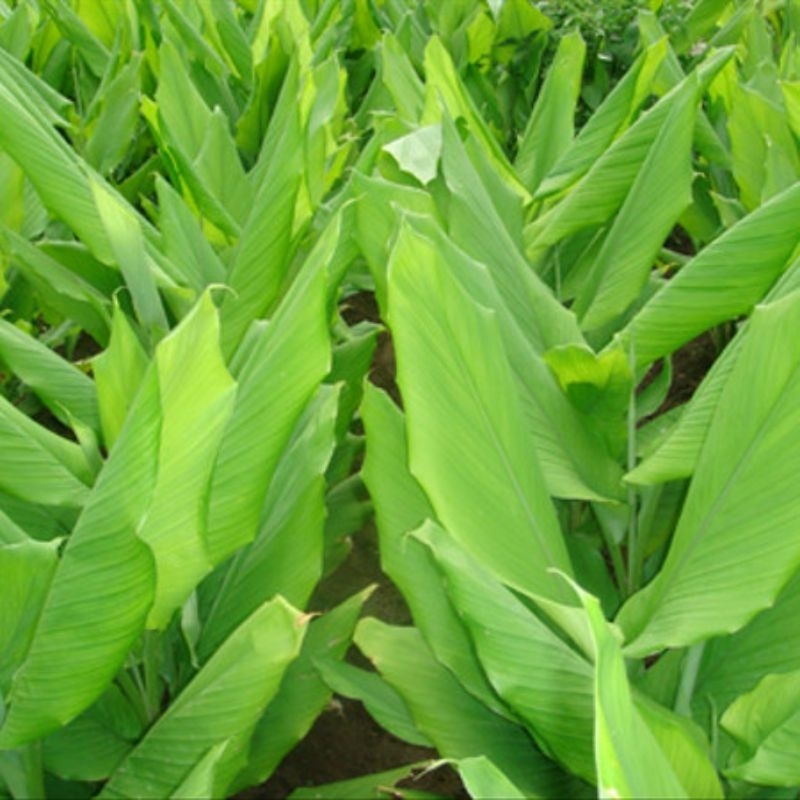 

daun kunyit segar 1 kg