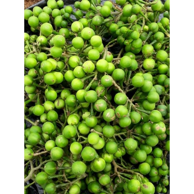

Buah takokak/ terung pipit 350 gram