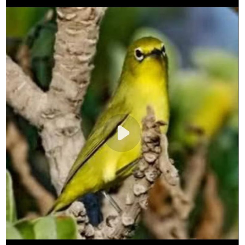 PLECI JENIS DAKUN BALI YAA BOSSKU