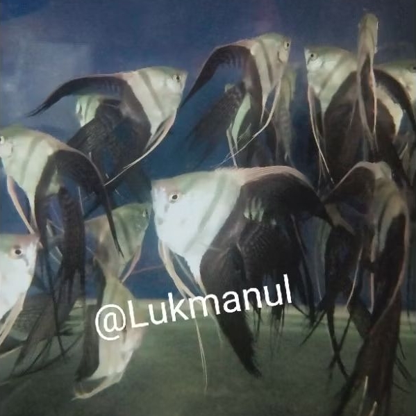 Ikan Manfish BW Slayer black and white