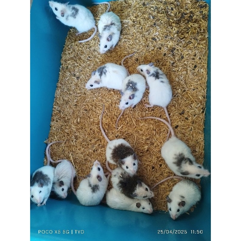 African Soft Fur / tikus ASF