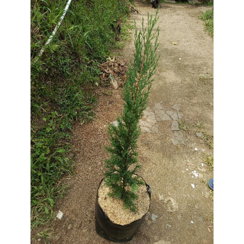 Tanaman Cemara Lilin 1 meter Rimbun