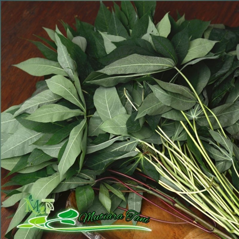 

daun singkong segar perikat