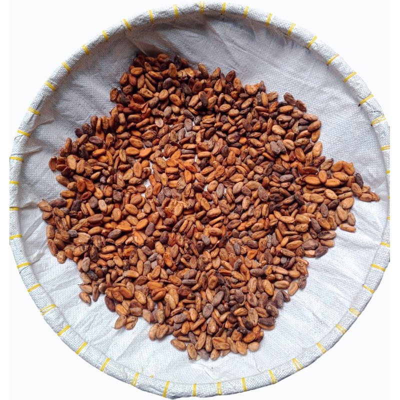 biji kakao/coklat kering 1 kg termurah berkualitas