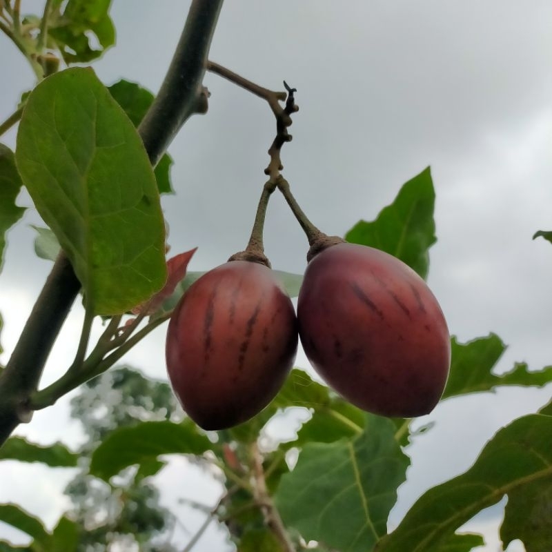 

Terong Belanda (PROMO 1/2 Kg) Buah Penurun Darah