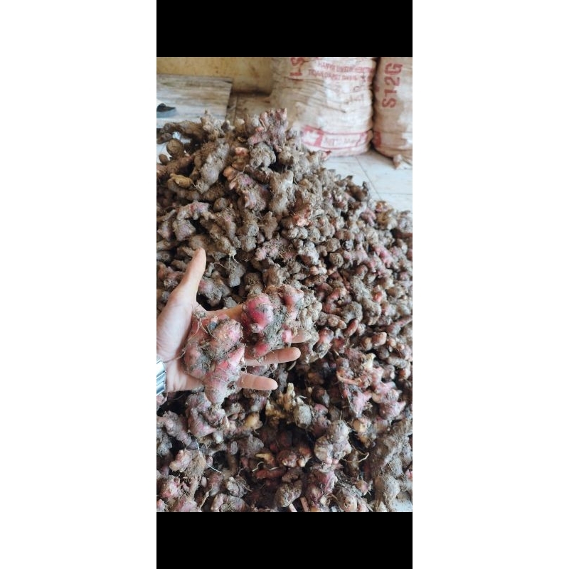 

jahe merah lokal 1kg jahe pedas jahe wangi jahe merah