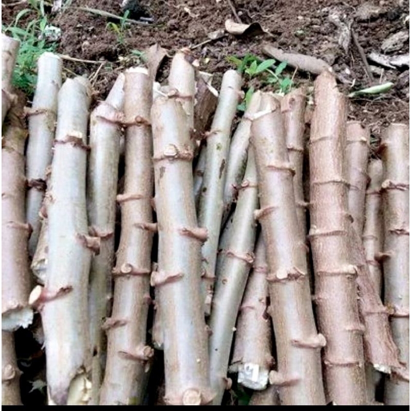 

bibit singkong jumbo isi 10 pcs