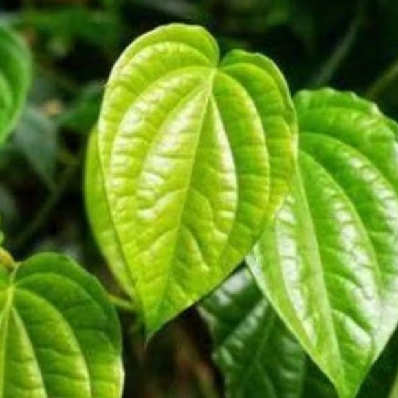 

Daun sirih herbal 10 daun segar di petik langsung saat pemesanan