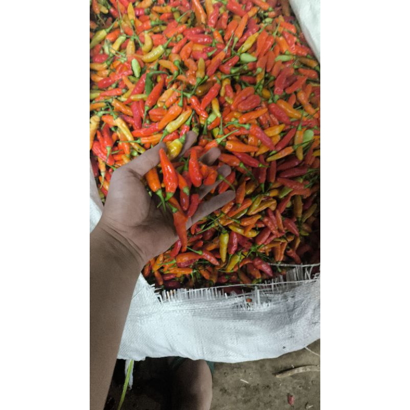 

cabai/cabe rawit merah ori pedas berat 250grm