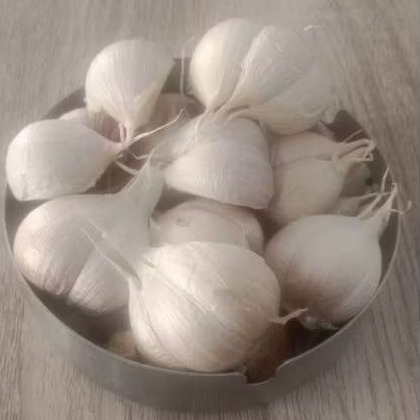 

Bawang Putih Kating Bersih dari tangkai