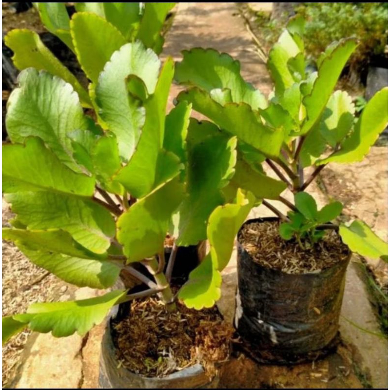 

daun cocor bebek segar 250 gram