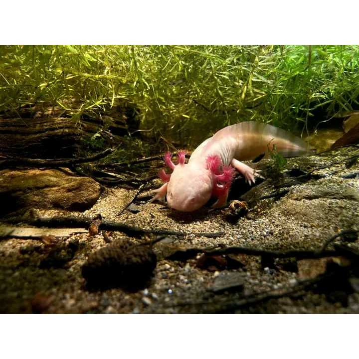 Ikan Hias Axolotl Salamander Hidup – Leucistic / Albino | Siap Pelihara