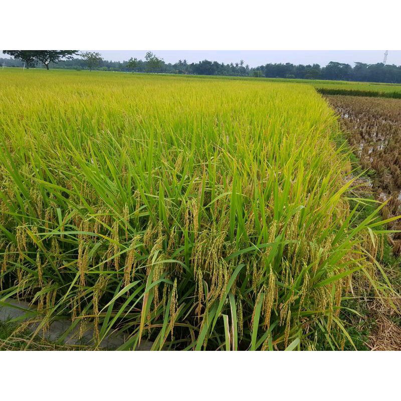 BENIH PADI ROJO LELE KEMASAN 5KG