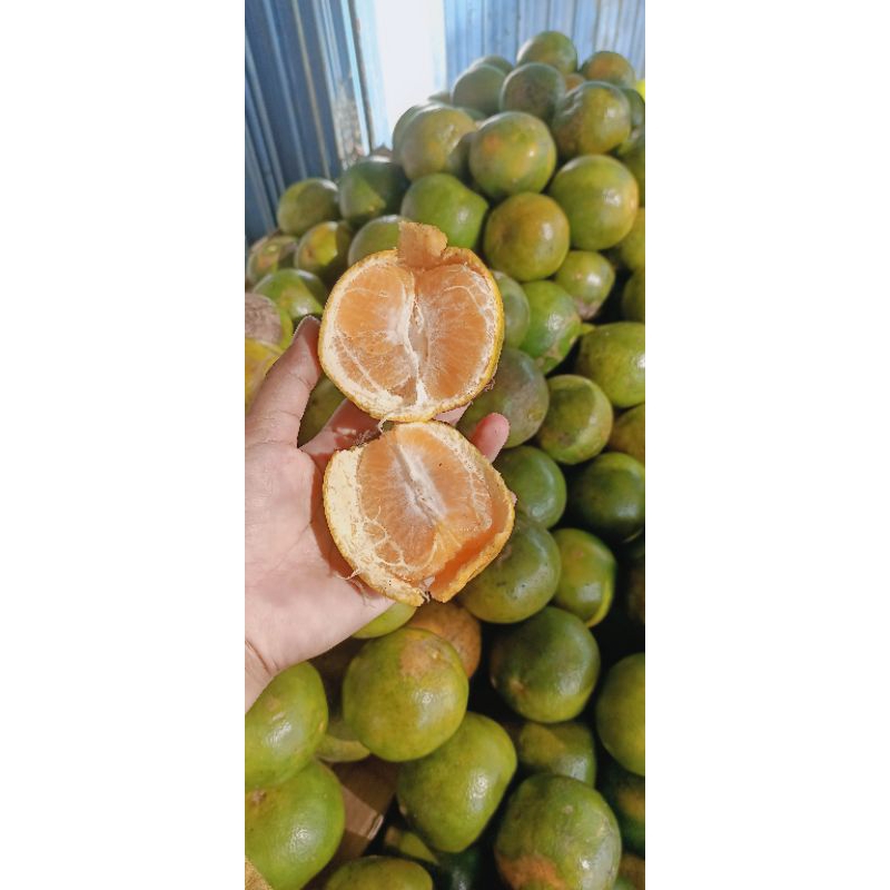

jerukjember