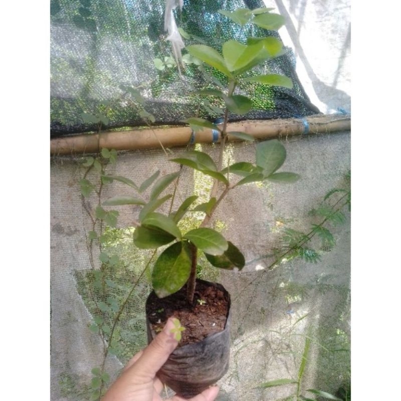 Bibit sianci manis / Cherry vietnam