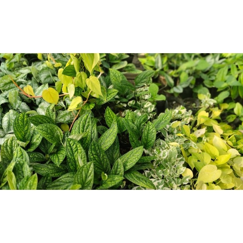 Aneka sirih / Sirih Brazil / Sirih Njoy / Sirih Badak / Sirih Nginang / Sirih Susu / Scindapsus Silv