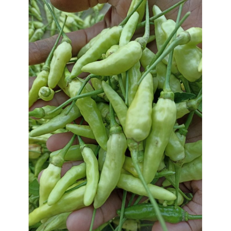 

Cabe Rawit Hijau Segar Langsung dari Petani Cabe Rawit Ori Pedas 500gr / 1kg
