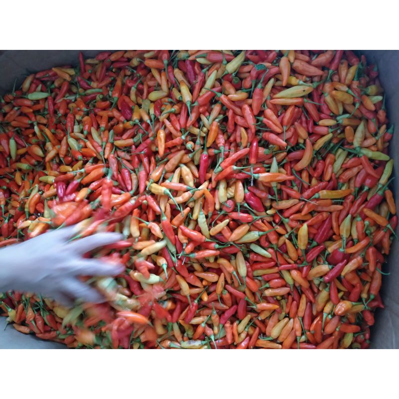 

Cabe Rawit ORI 1kg