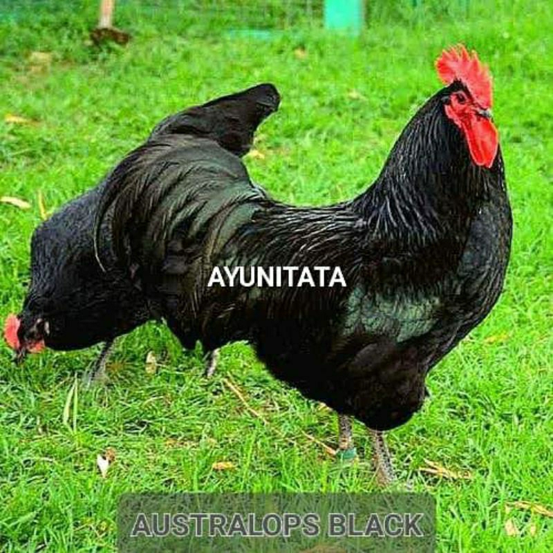 Telur Ayam Black Australorp Untuk di Tetaskan