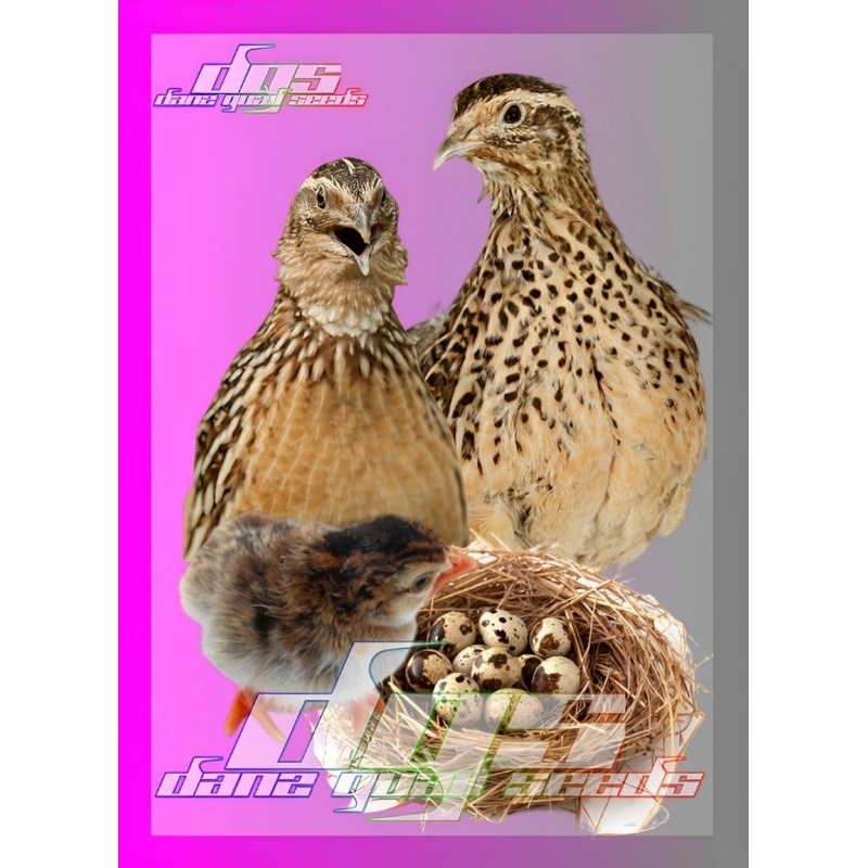 

Telur Puyuh Tetas Final Stock Isi 30 Butir (330gr)