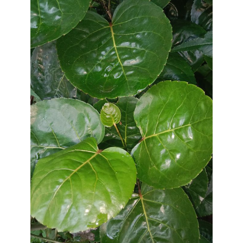 

daun mangkokan segar