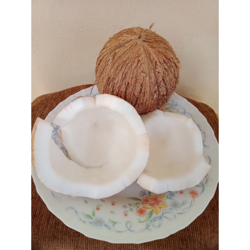 

Kelapa Utuh Fresh/Kelapa Tua 450-664 Gram Bahan Santan