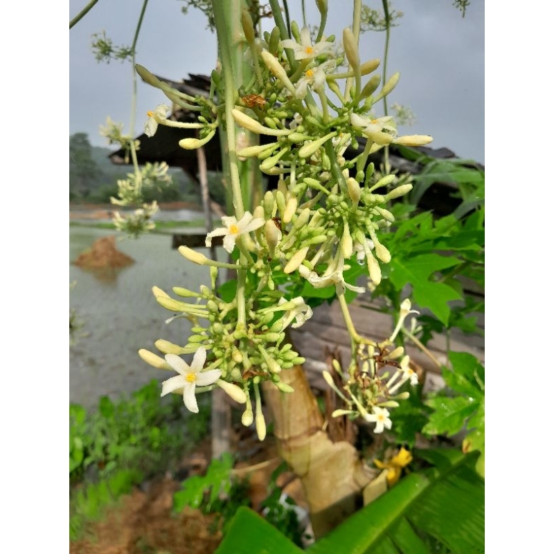 

Bunga pepaya / kembang pepaya