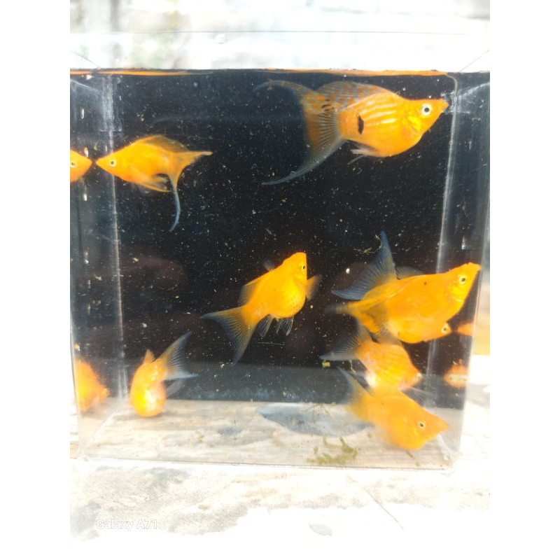 molly Sunkist balon cawang