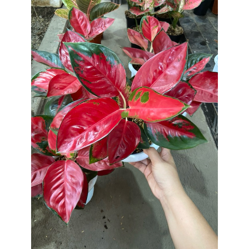 Aglaonema SUKSOM JUMBO