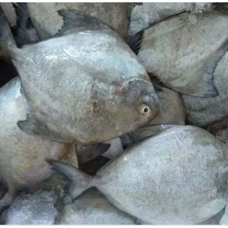 

Ikan Bawal Laut Bawal Putih Segar