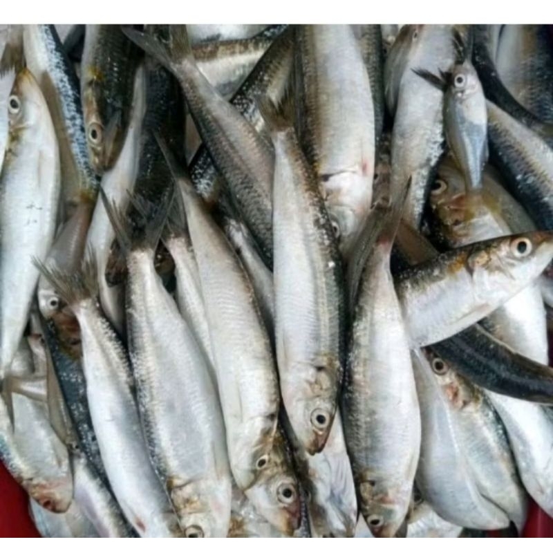 

Ikan Lemuru Krishmon