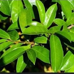

100 lembar daun sirsak segar terbaik khas alam untuk herbal