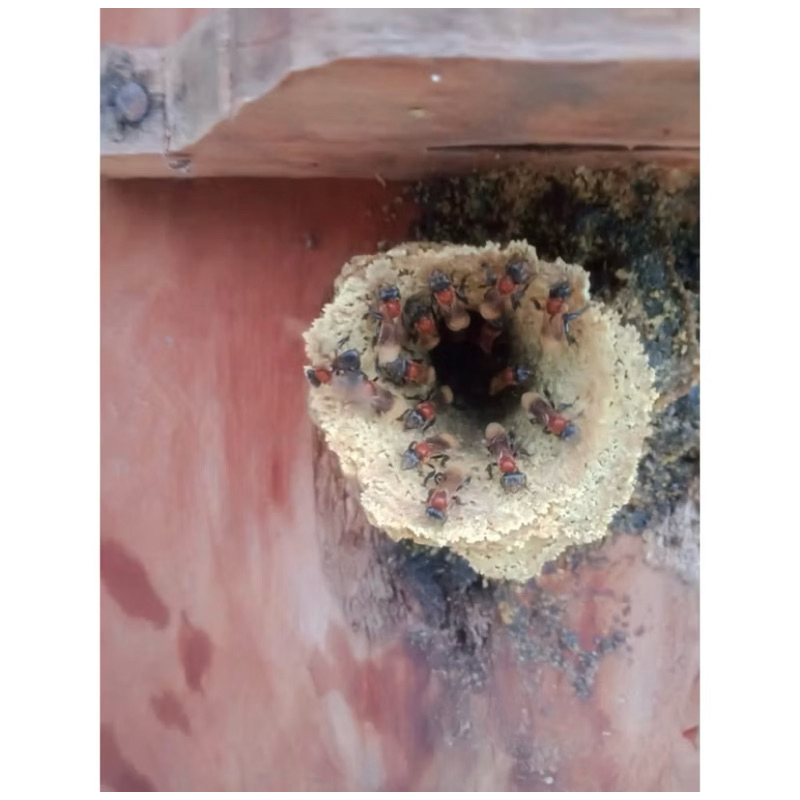 Koloni Klanceng Torasika & Terminata Dalam Stup