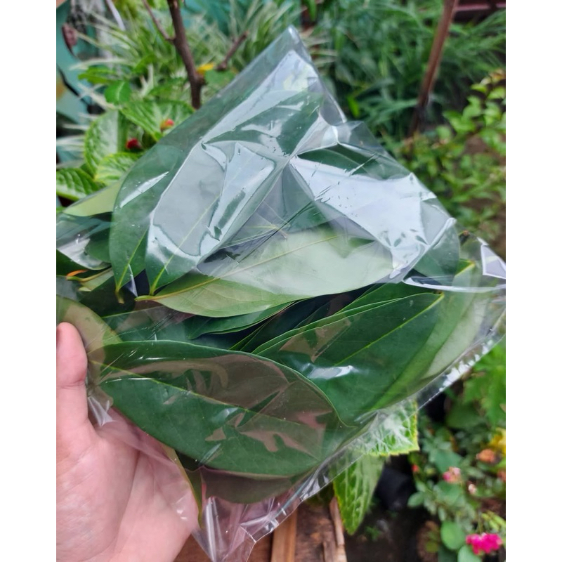 

daun sirsak // sirdak // herbal // obat