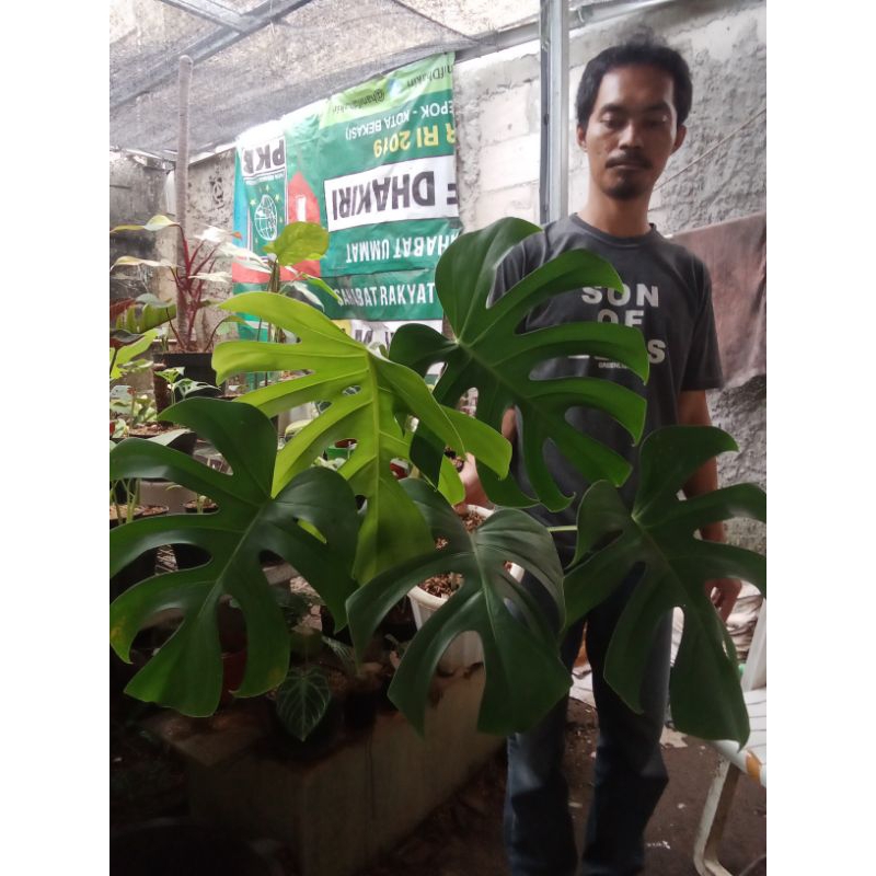 Link khusus live 3kg monstera brazil