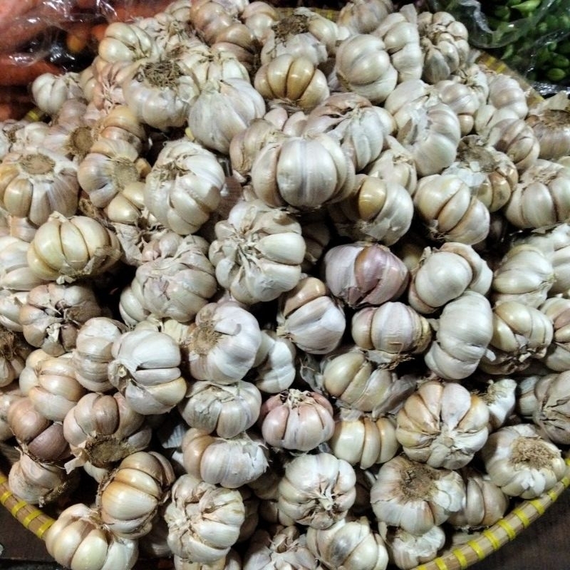 

bawang putih besar
