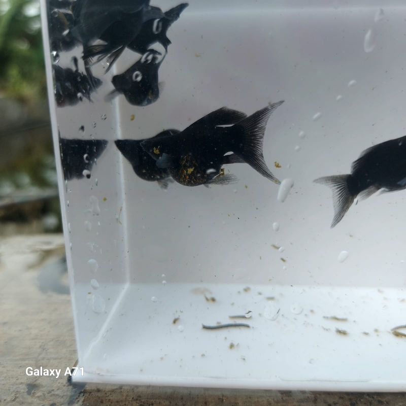 molly balon cawang hitam