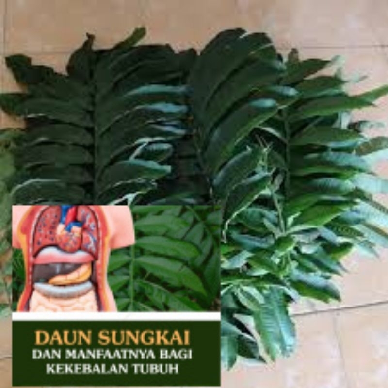 

100 lmbrvdaun sungke sungkai freshh dadakan untuk daya tahan tubuh