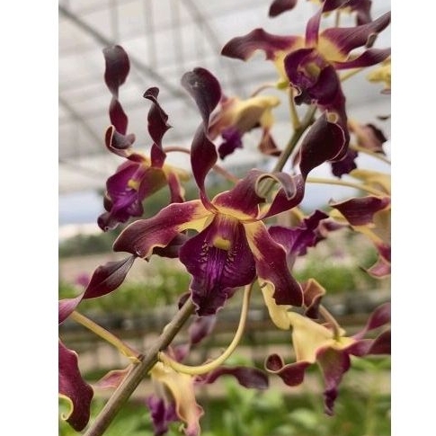 Dendrobium Keriting Jagil Raya x Najwa Jelita dendrobium Keriting dendrobium melintir dendrobium gel