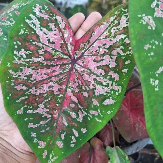 Biji Keladi / Benih Caladium