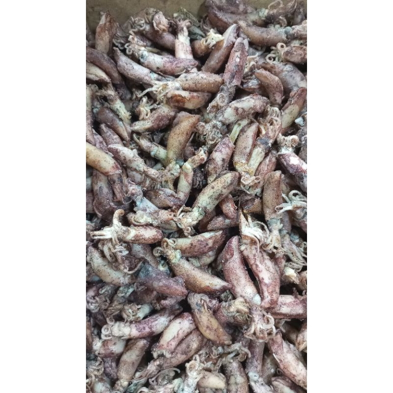 

cumi basah asli dari laut kita 250g