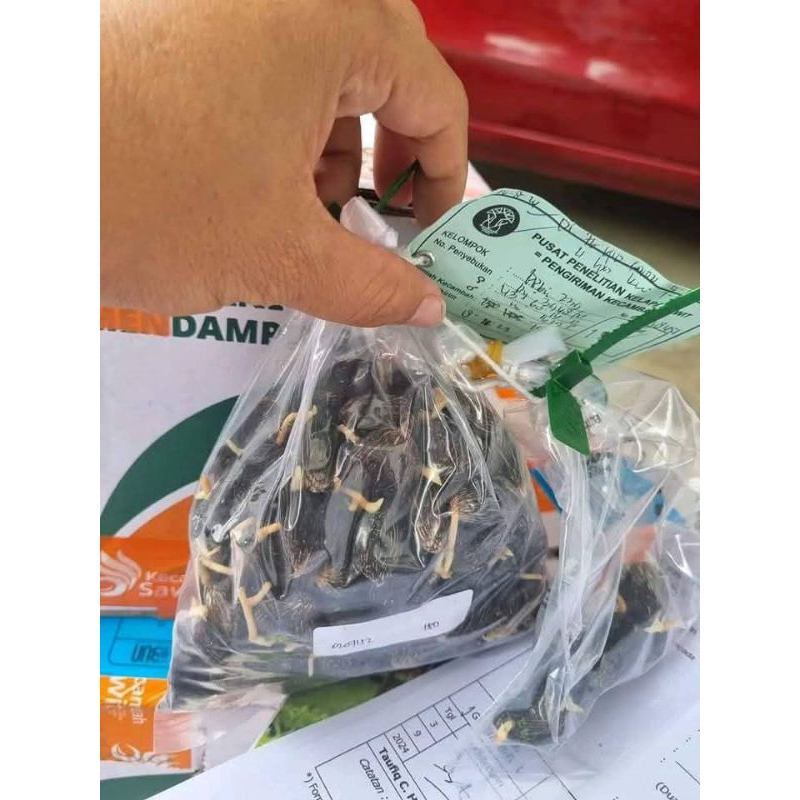 BENIH KECAMBAH SAWIT ORIGINAL VARIETAS PPKS SIMALUNGUN