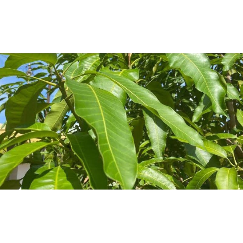 

Daun Mangga dijual per 100gram