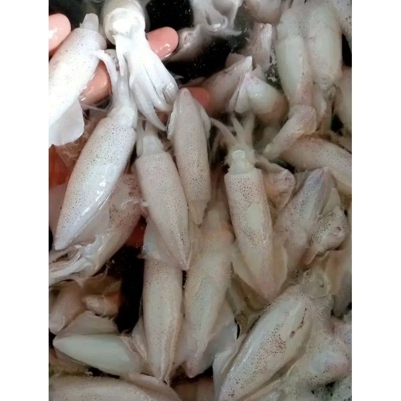 Baby cumi Segar Cumi Segar seafood  hasil laut 1.Kg