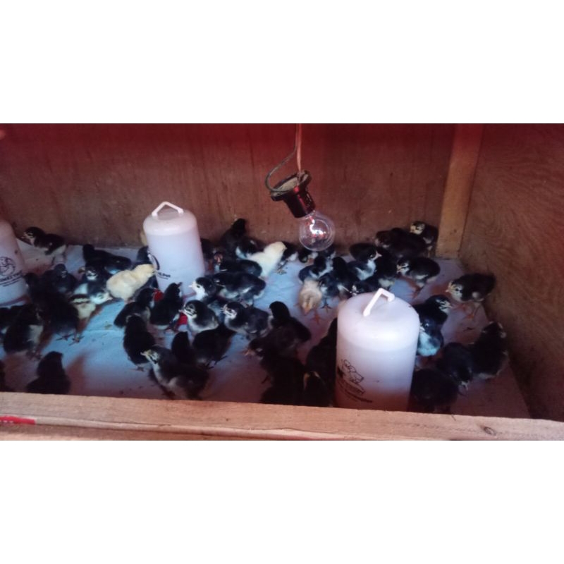 Ayam Kampung KUB BPTP